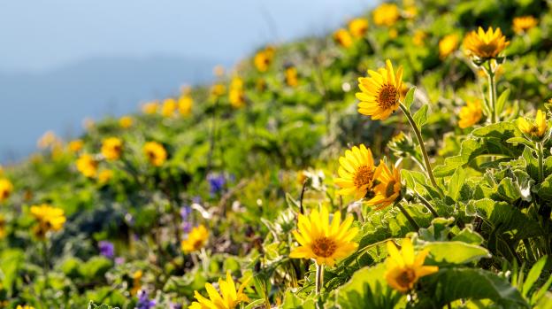 Yellow Wildflowers On Dog Mountain Near Vancouver, WA