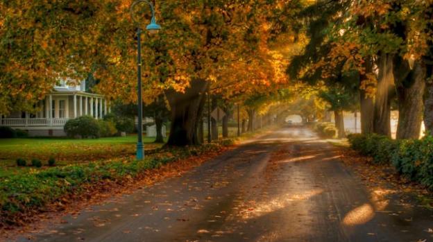 A blissful road surrounded by trees glowing with autumn leaves on Officers Row in Vancouver, WA.