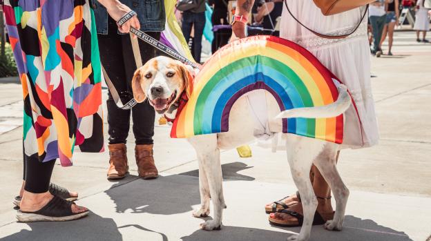 Dog, looking at the camera wearing a rainbow dog jacket at a Vancouver, Washington pride event