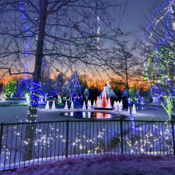 View of pond covered with snow and ice with thousands of colorful LED lights in trees during Columbus Zoo's Wildlights holiday event
