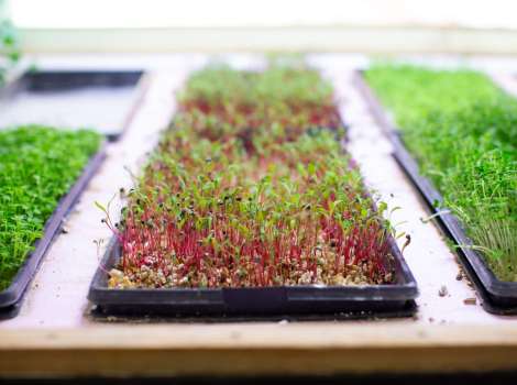 foodchain-greens_CC58FE88-981A