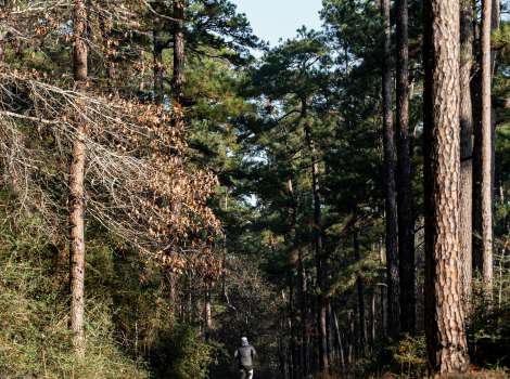Wonderland Forrest
