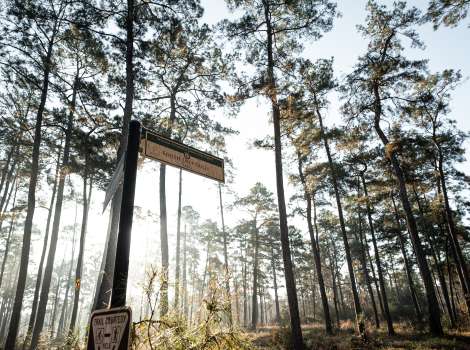 W.G. Jones State Forest