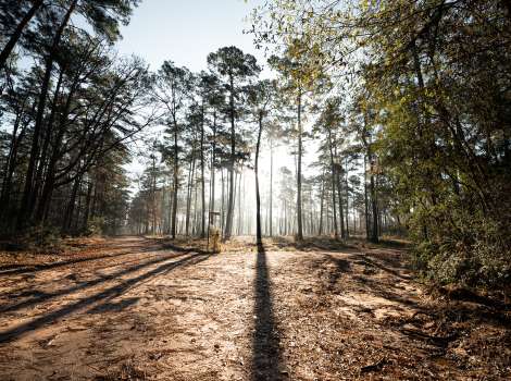 【信頼】 W.G. Jones State Forest 画材