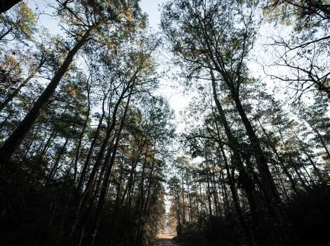 W.G. Jones State Forest