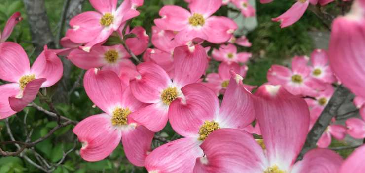 dogwood trail celebration