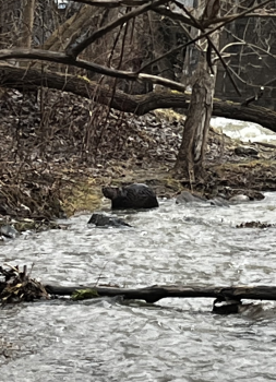 Wildlife on Lewis Creek