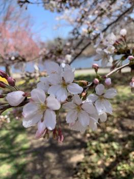 close up of Cherry Blossoms at Essex County Branch Brook Park