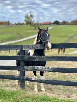 Willow Hope Farm