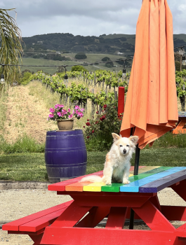 A little dog sits in the sun on a picnic table at Satori Cellars