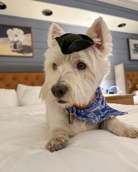 Dog at Williamsburg Lodge