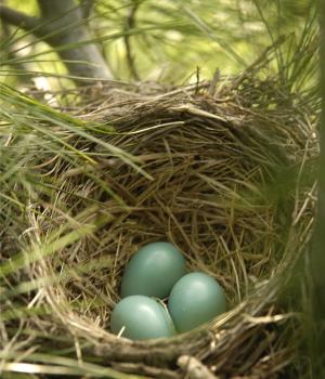 bird nest with eggs