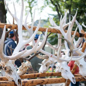 ElkFest - 2025