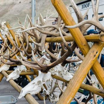 Elk Fest Antler Lot