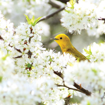 Copy of Warbler in White Flowers West Shores