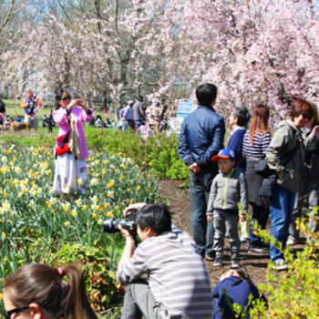 People admiring and taking pictures at the Cherry Blossom Festival
