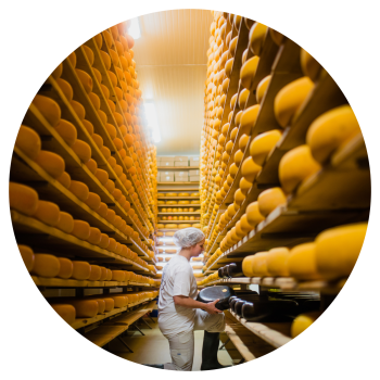 A cheesemaker kneeling at a bottom shelf in the aging room with a wheel of cheese in her hand