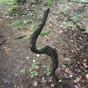 Marker Tree at Kehl