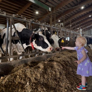 Moo-Ville