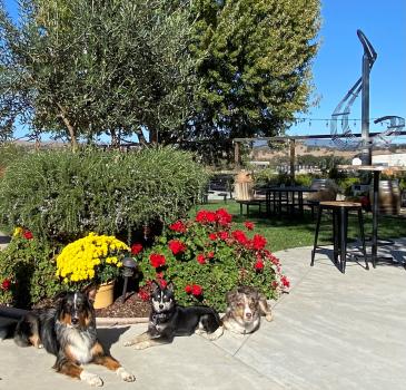 Three dogs lounge in the sun with a music note sculpture outside at Sarah's Vineyard