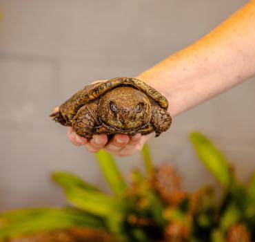 Close up of turtle at IguanaLand in Punta Gorda, Florida