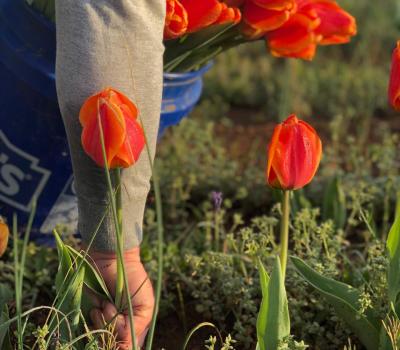 Liberty Grace Farms Tulip Fest