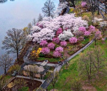 Essex County Branch Brook Park Cherry Blossoms from above