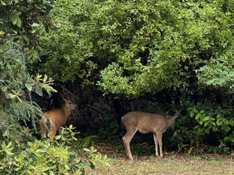 Two wild deer roaming and eating foliage