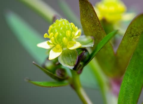 Small-Flower Crowfoot