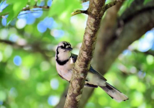 Ritchey Woods Bird