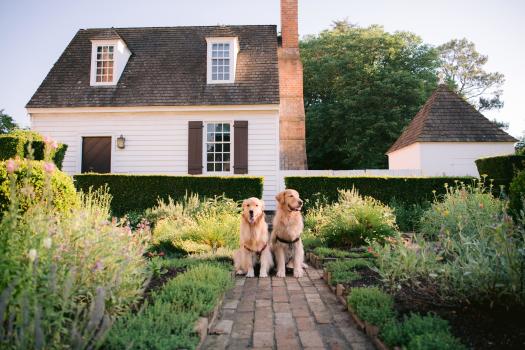 koa and lily colonial williamsburg