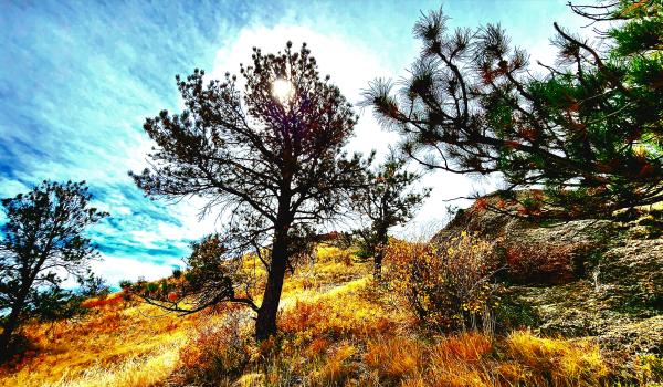 Sun peaks through a pine tree on the Canyons Trail in Curt Gowdy State Park