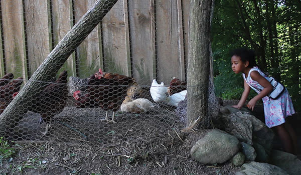 Little girl watches the chickens at Chellberg Farm