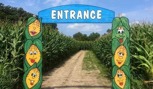 Corn Maze County Line Orchard