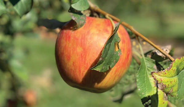 Close up of a Fair Oaks Farm Orchard apple on a branch