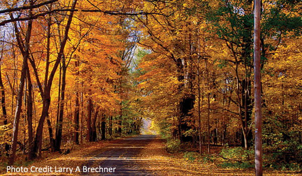 Indiana Dunes Fall photograph by Larry A Brechner