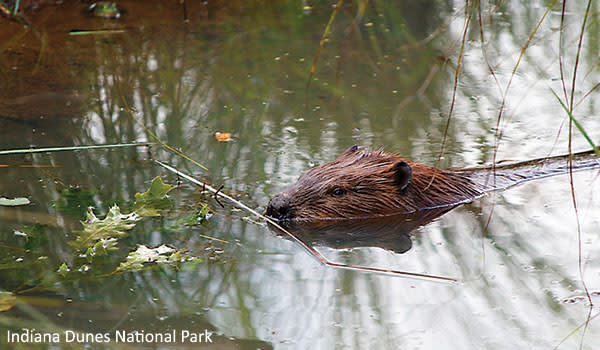 Beaver swimming at the Indiana Dunes