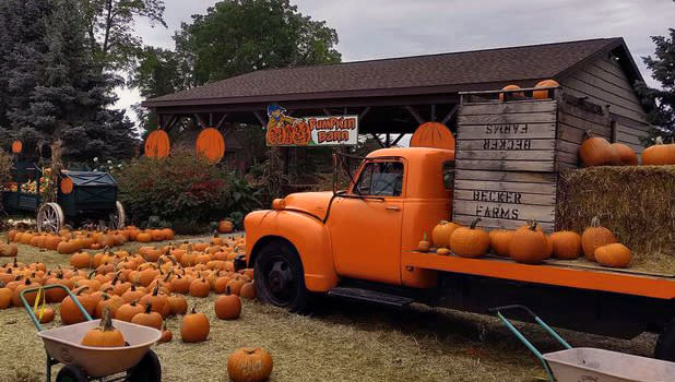 An orange pick up truck carrying wooden crates, pumpkins, and hay bales surrounded by pumpkins at Becker Farms