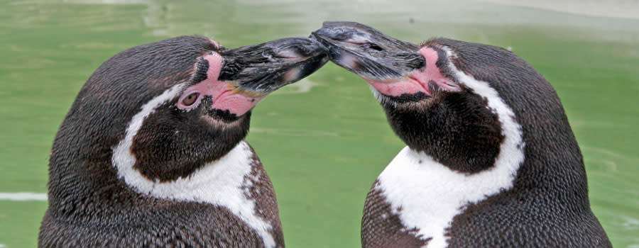 Cotswold Wildlife Park