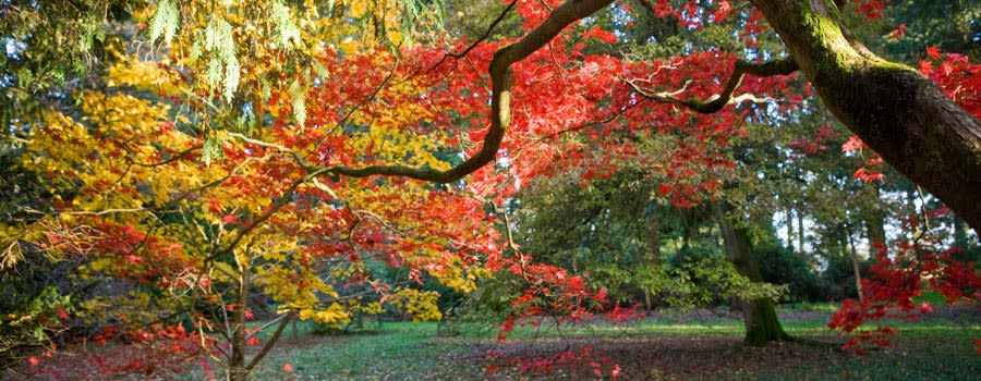 Autumn at Westonbirt Arboretum