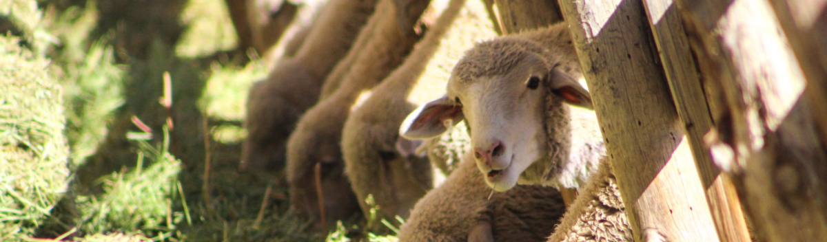 Sheep Parade