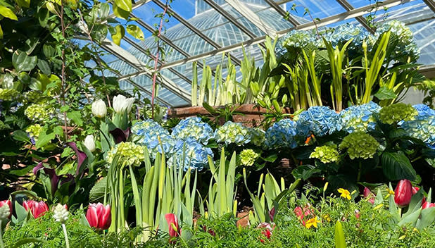Tulips and other colorful blooms on display at the Buffalo Botanical Gardens' Spring Flower Exhibit