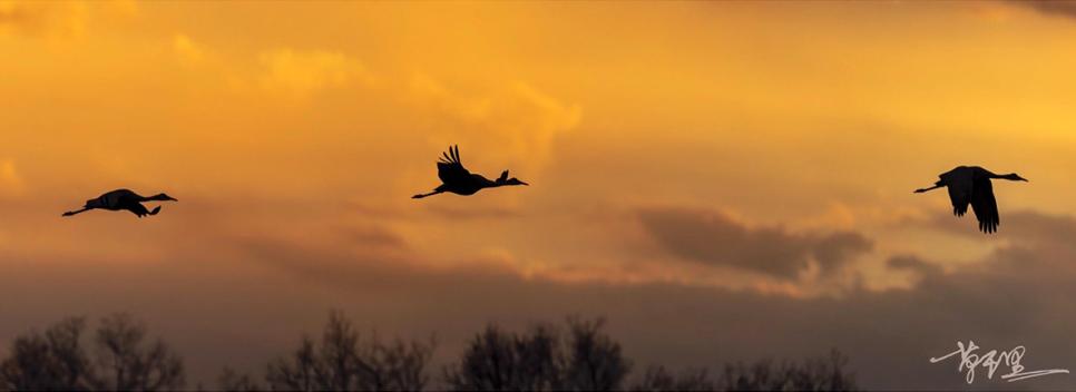 Sandhill Cranes by Chong Wu