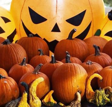 Pumpkin Patch at Halloween Notte