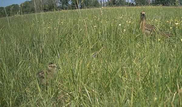 Curlew Chick in Nest
