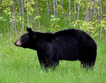 Black Bear | Pixabay Image