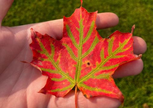 Maple Leaf - Fall Foliage