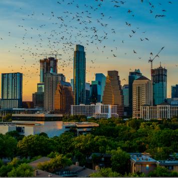 Austin skyline as the sun is setting with a cloud of bats in the foreground.