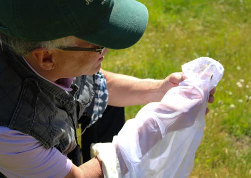 Man holding net with bee in it with green grass in background