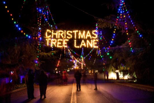 Christmas Tree Lane